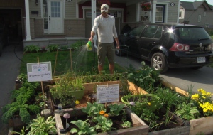 Will Needham Kanata garden veggies July 7 2015